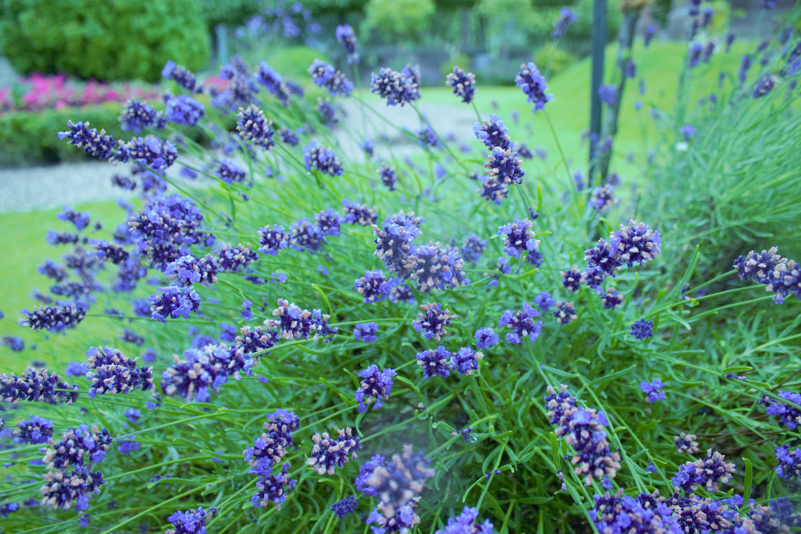 Lavendel