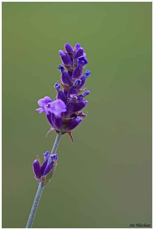 Lavendel