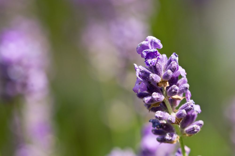 Lavendel