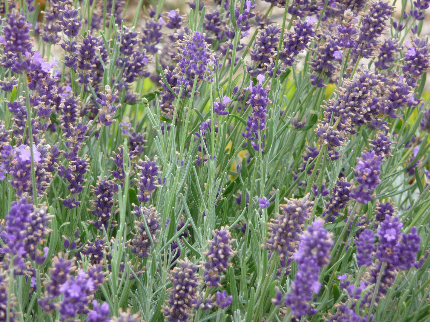 Lavendel