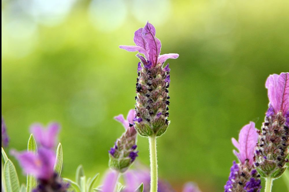 Lavendel