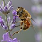 Lavendel ...