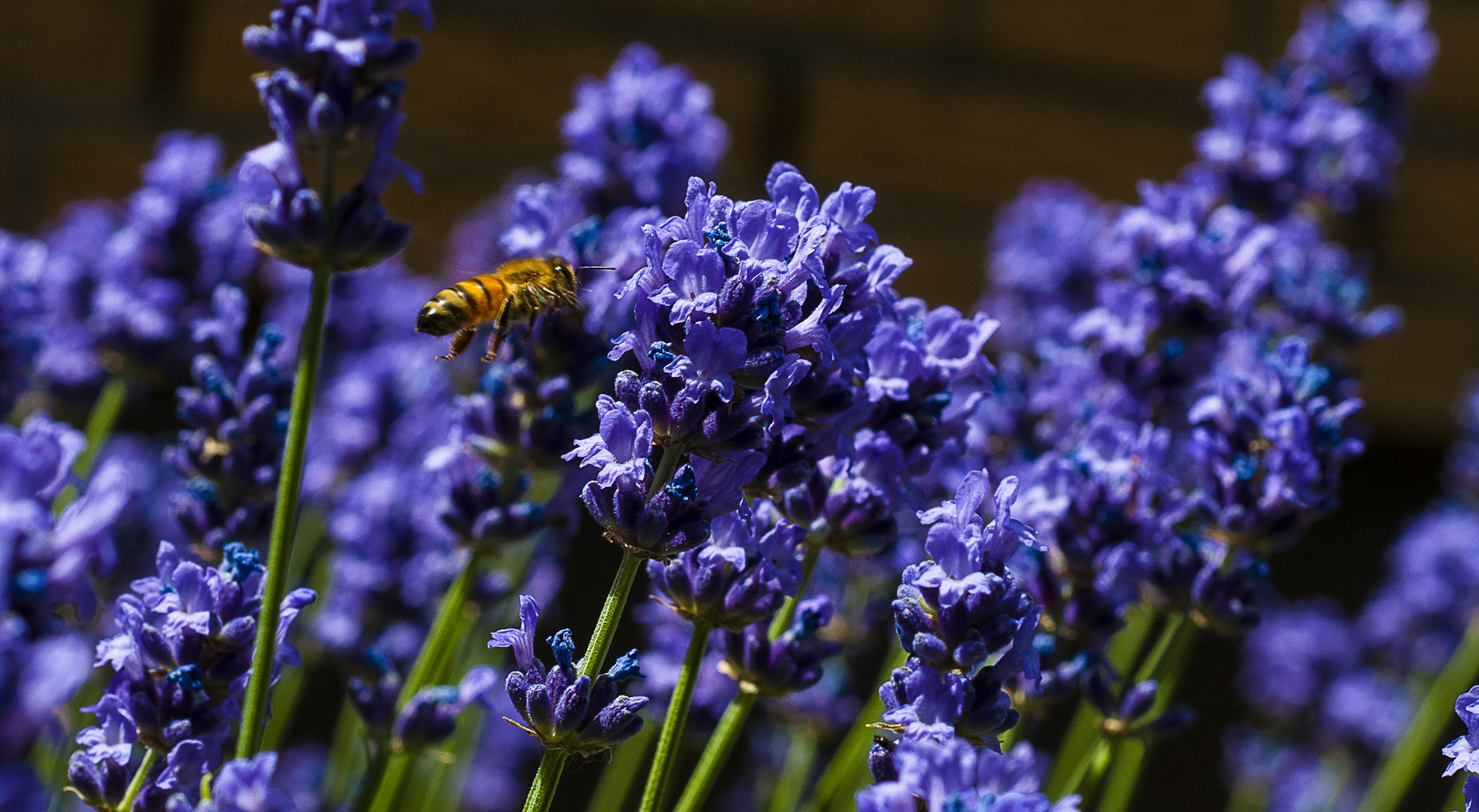 Lavendel