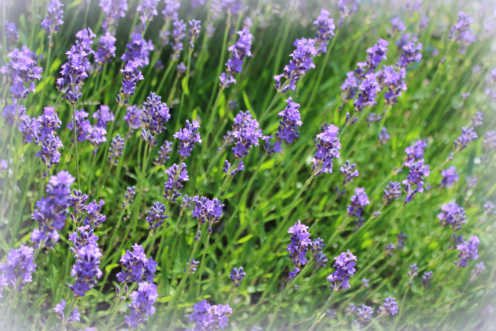 Lavendel