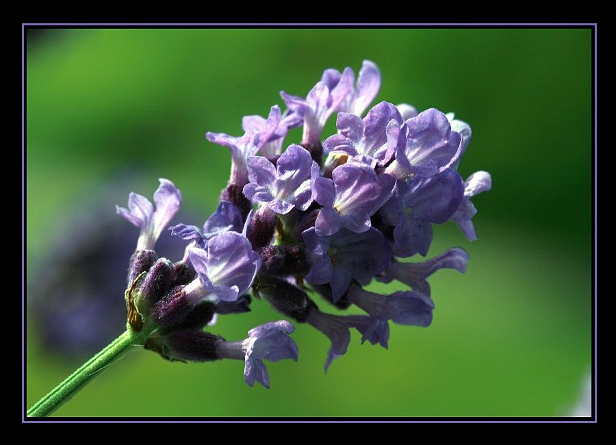 Lavendel...