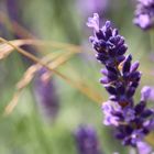 Lavendel