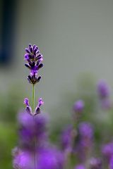 Lavendel