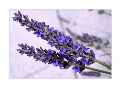 Lavendel