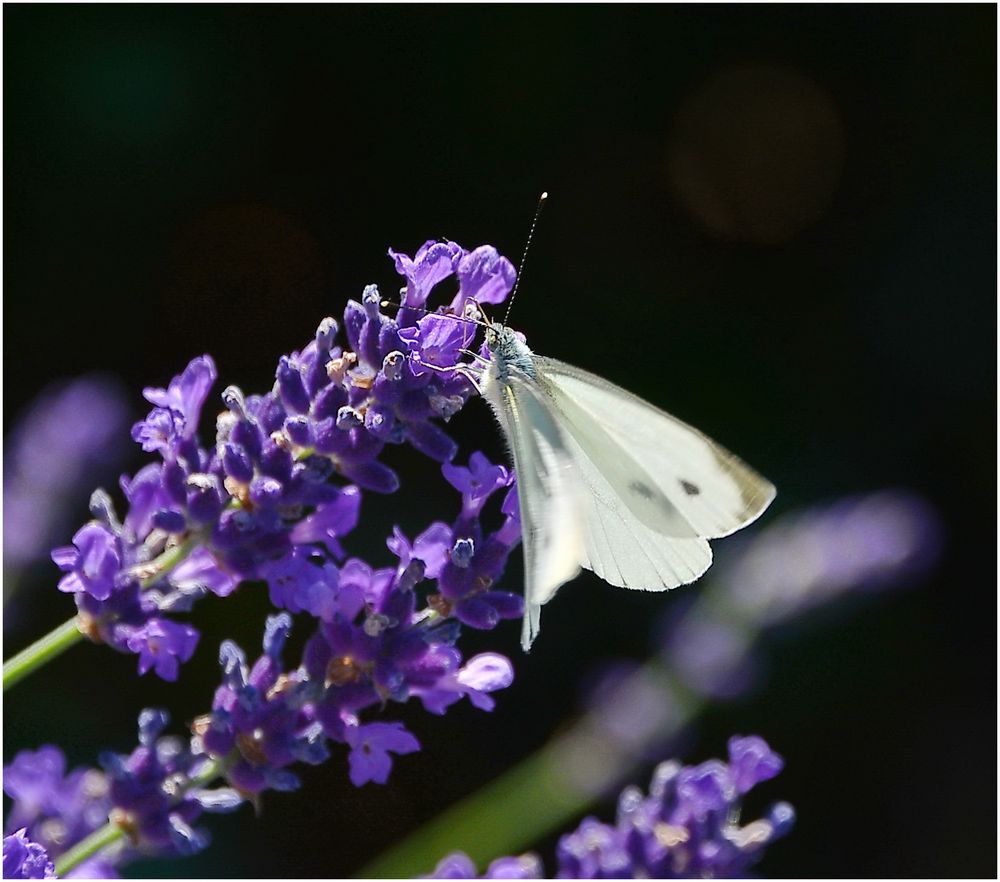 °lavendel°