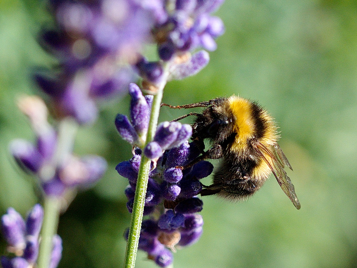 " Lavendel "