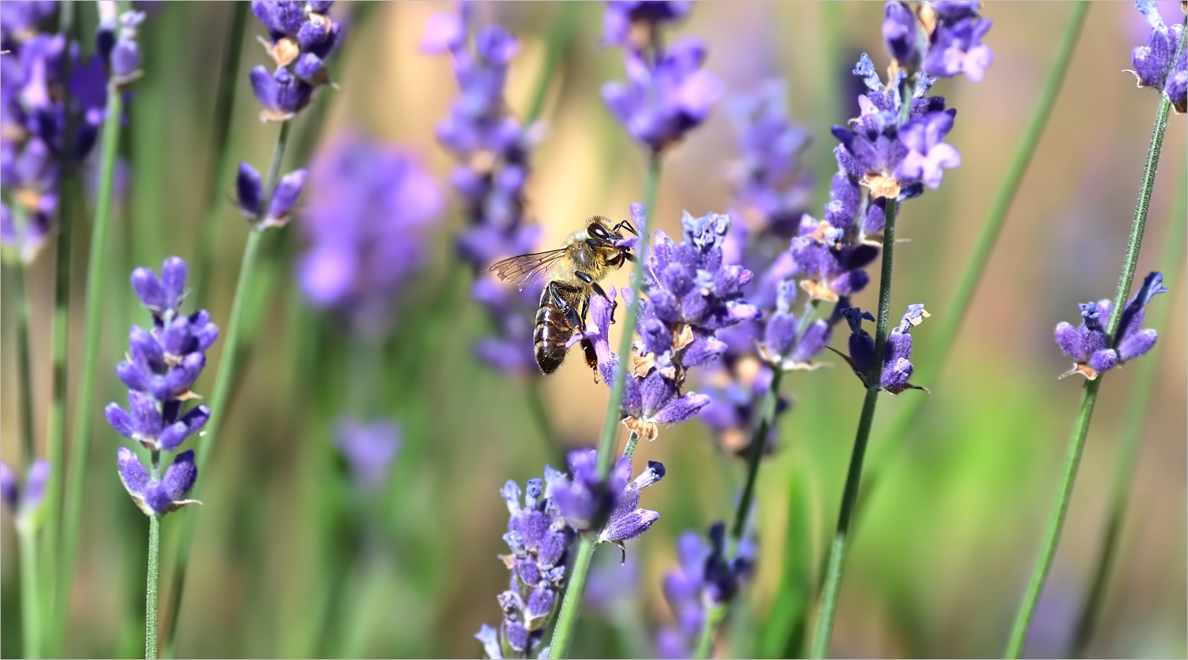 Lavendel