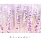 Lavendel