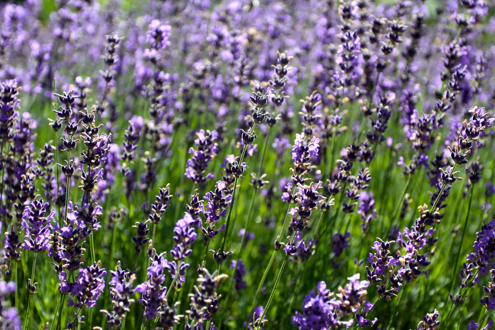 Lavendel