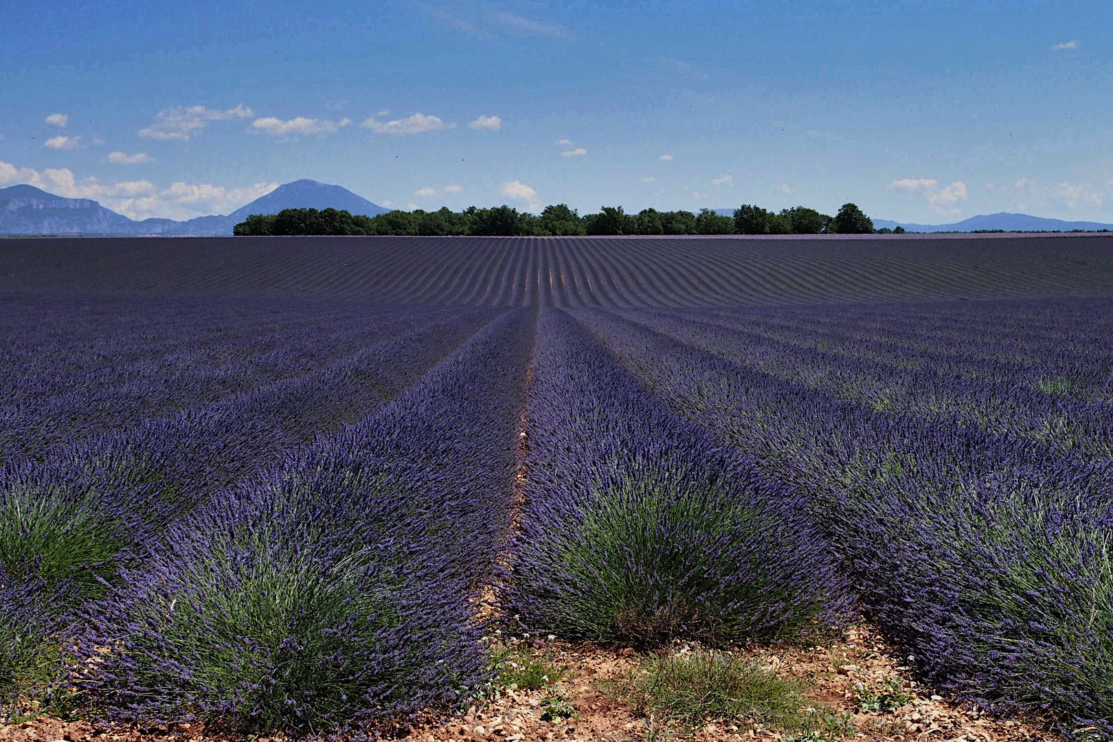 Lavendel