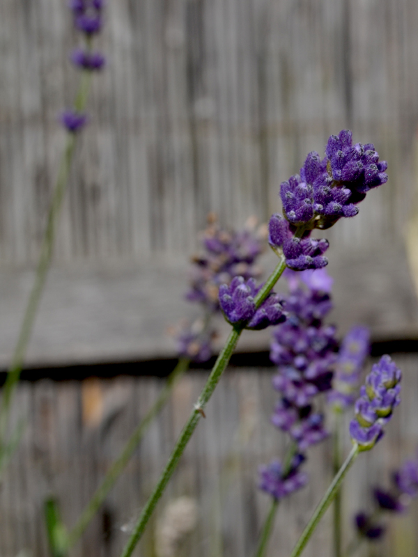 Lavendel.