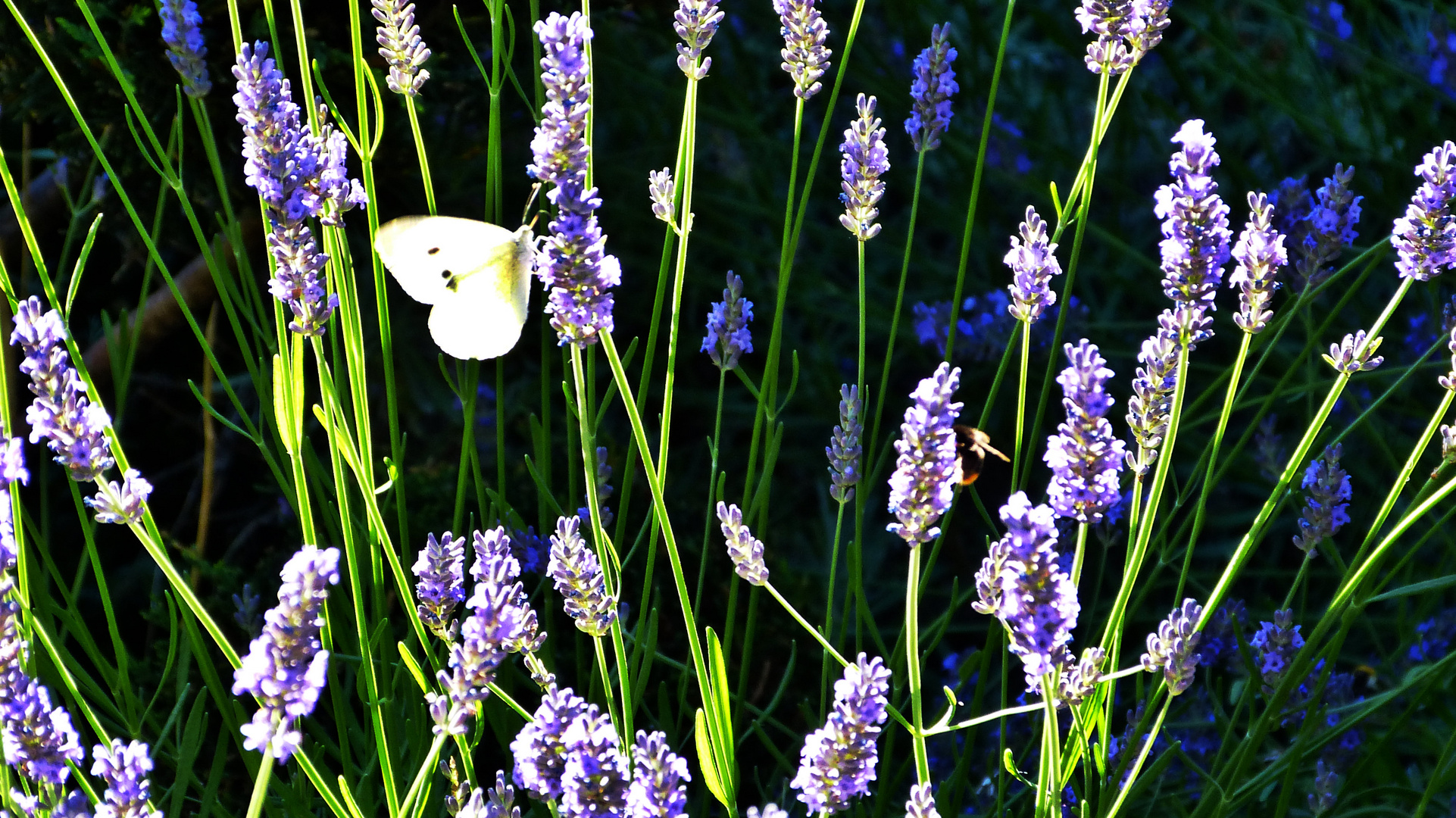 Lavendel 