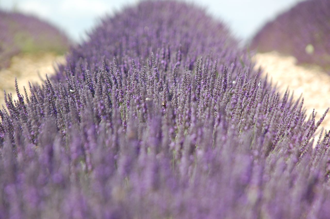 Lavendel