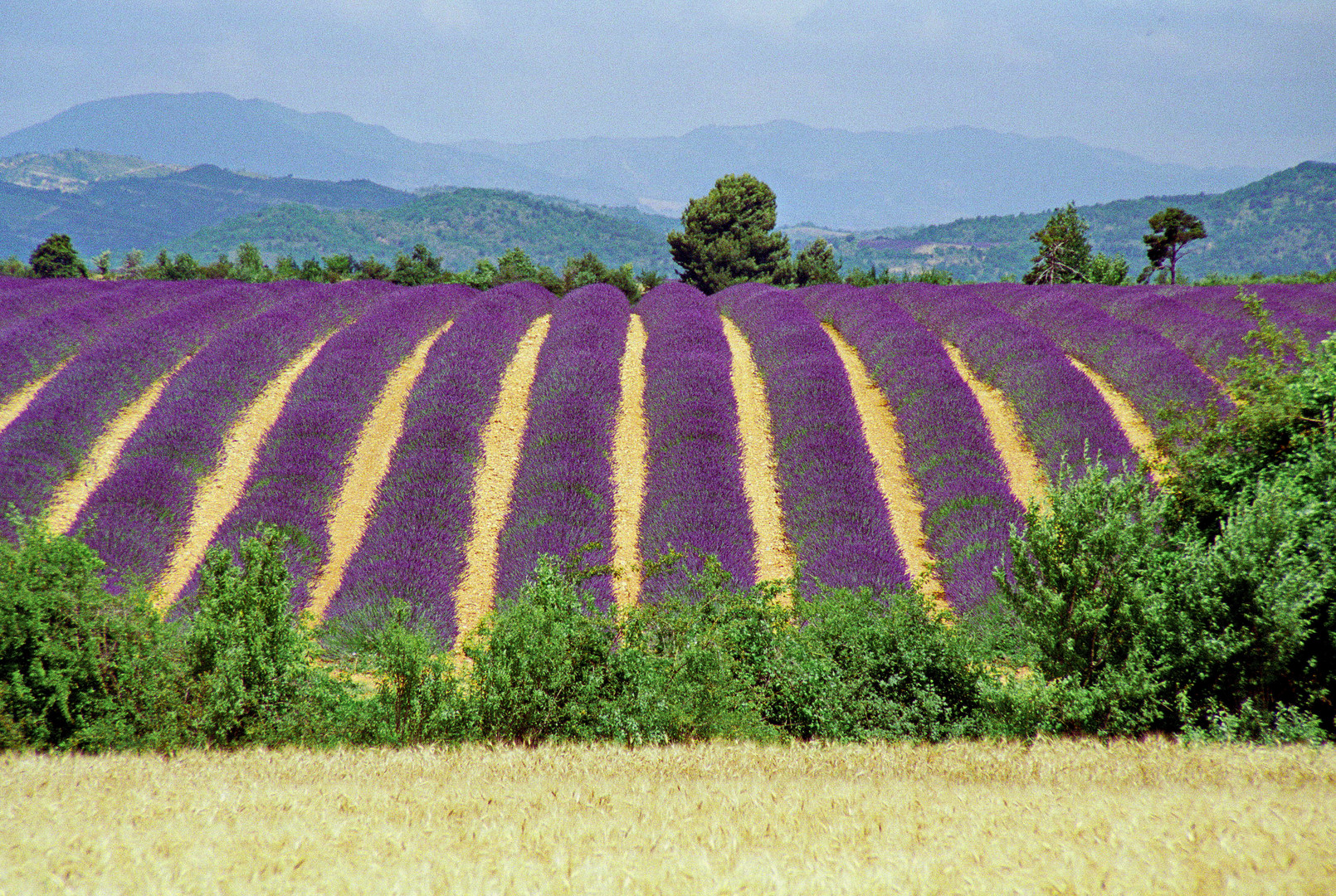 Lavendel