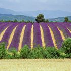 Lavendel