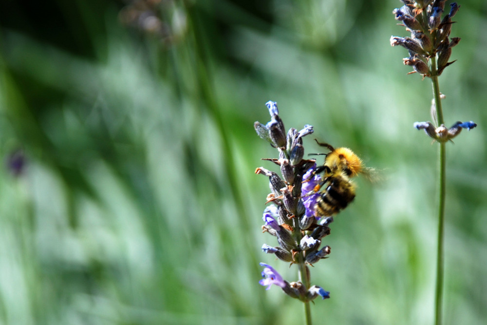 Lavendel