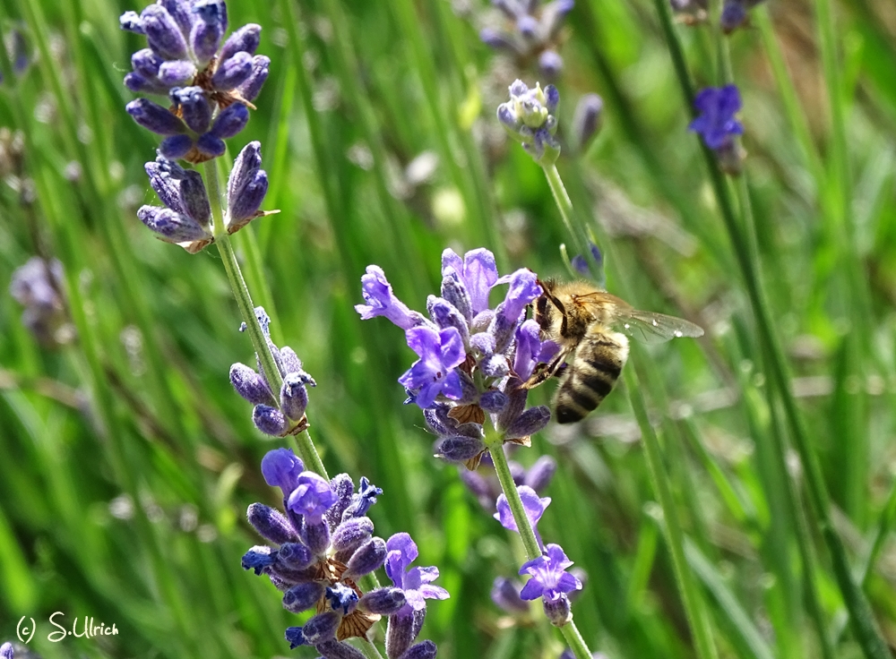 Lavendel 