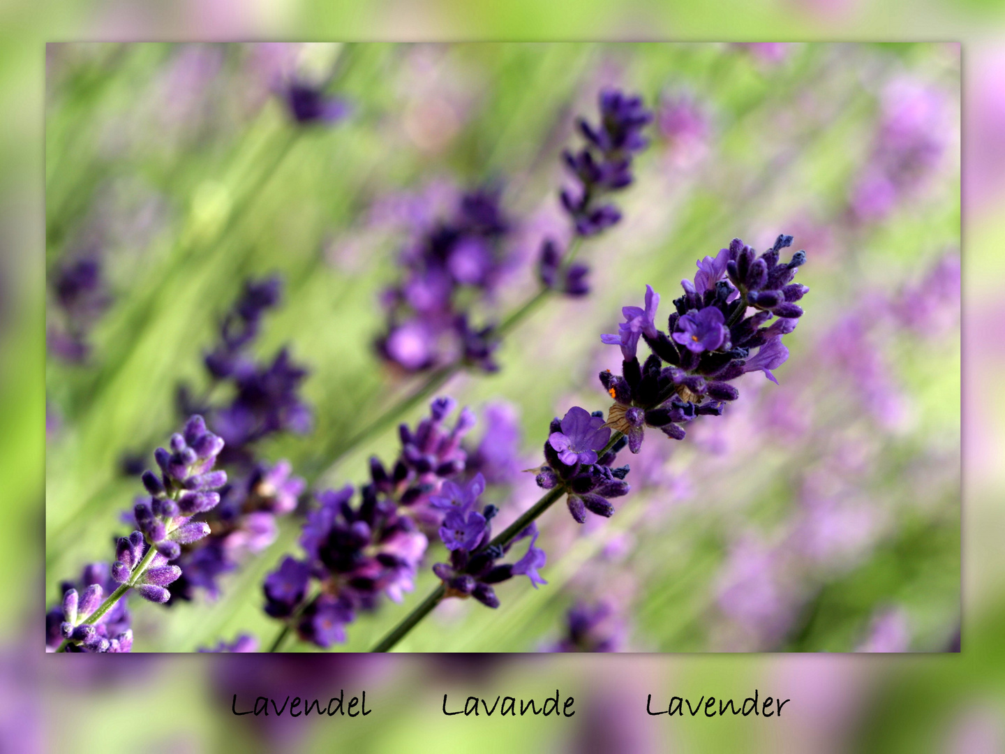 Lavendel