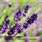 Lavendel