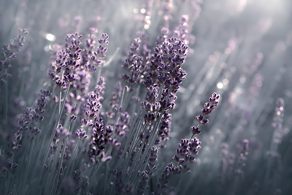 Lavendel