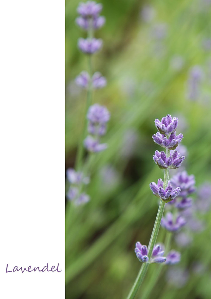 Lavendel.