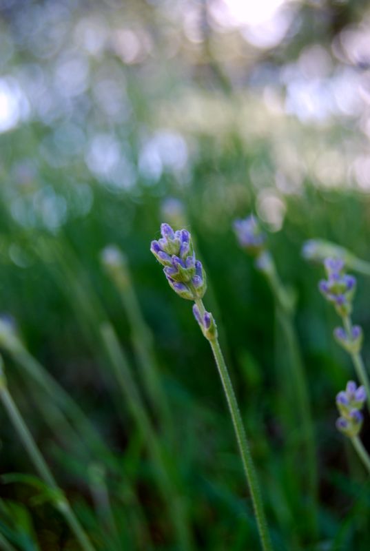 lavendel