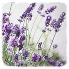 Lavendel