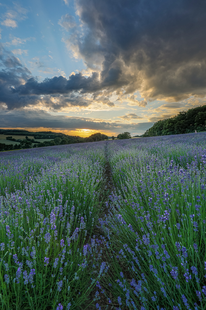 Lavendel....