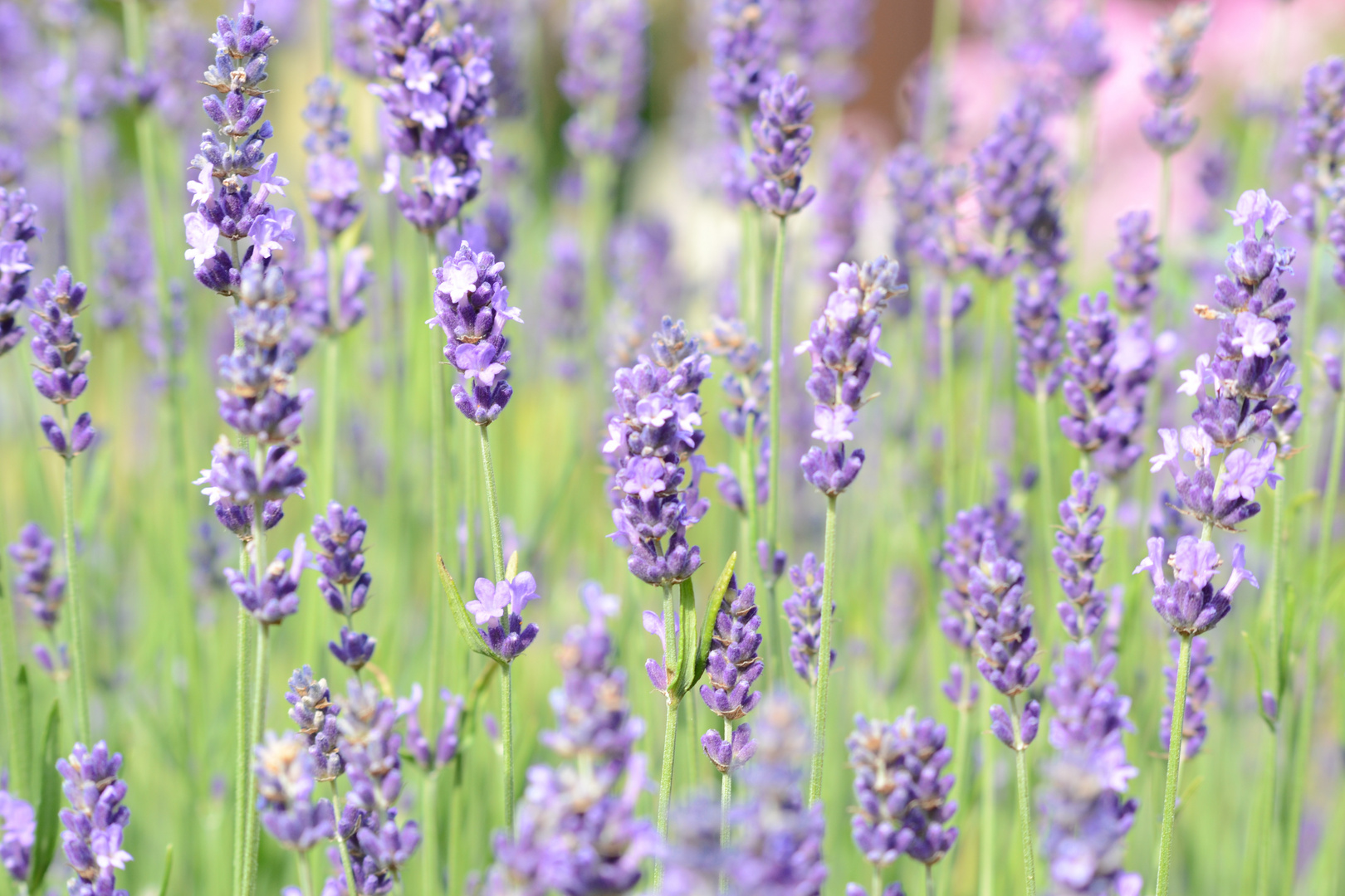 Lavendel