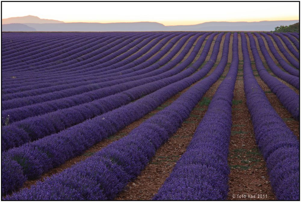 Lavendel 73