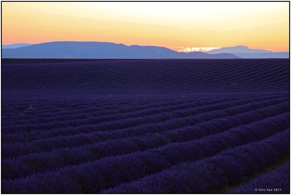 Lavendel 74 von  Derk Hasselo