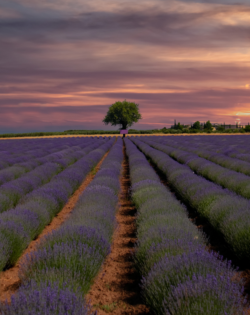 Lavendel