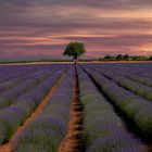 Lavendel