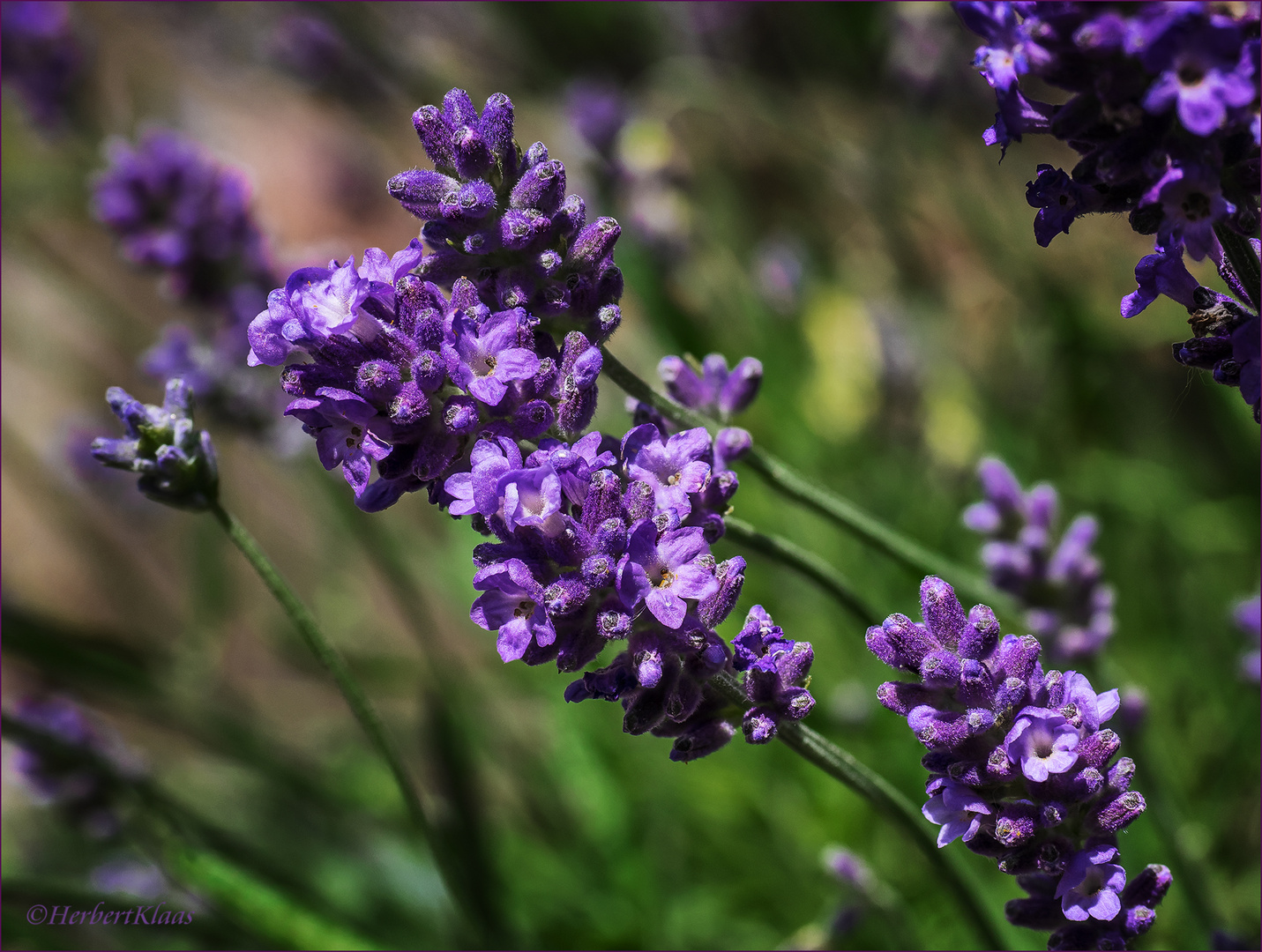 Lavendel 