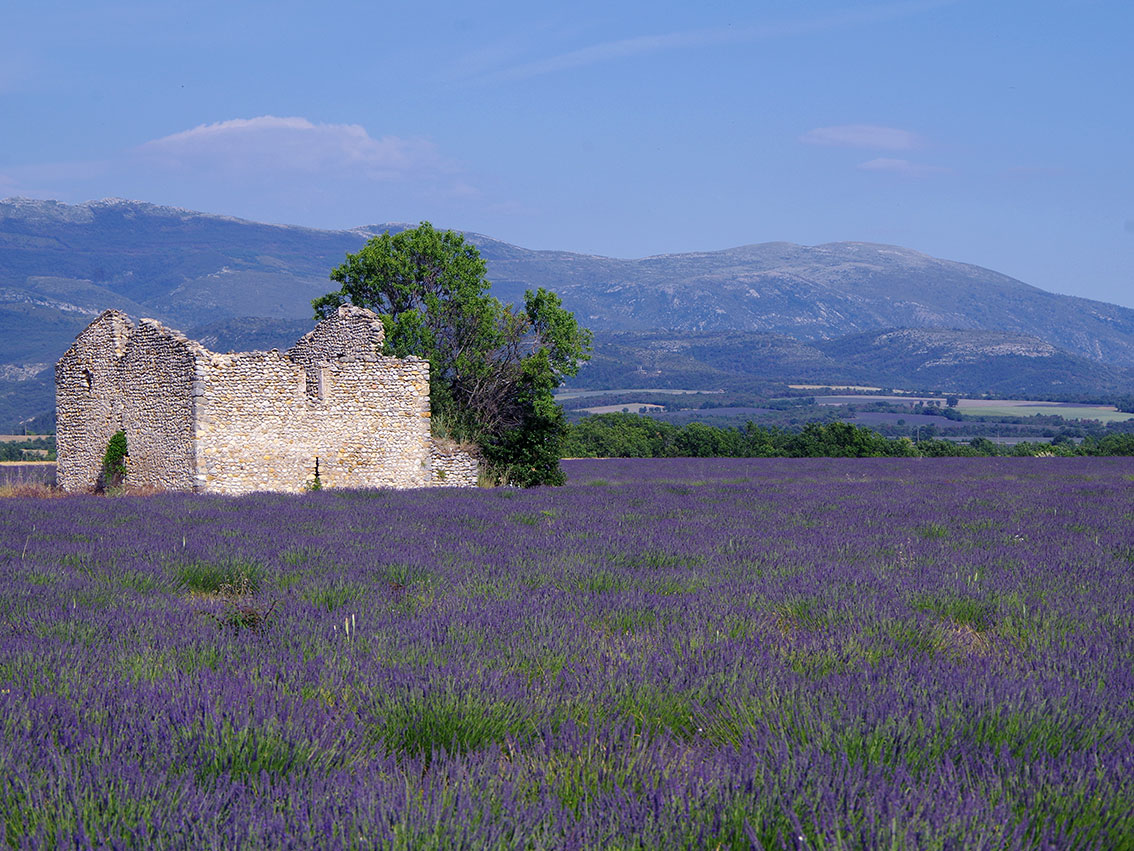 Lavendel