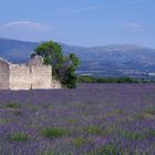 Lavendel