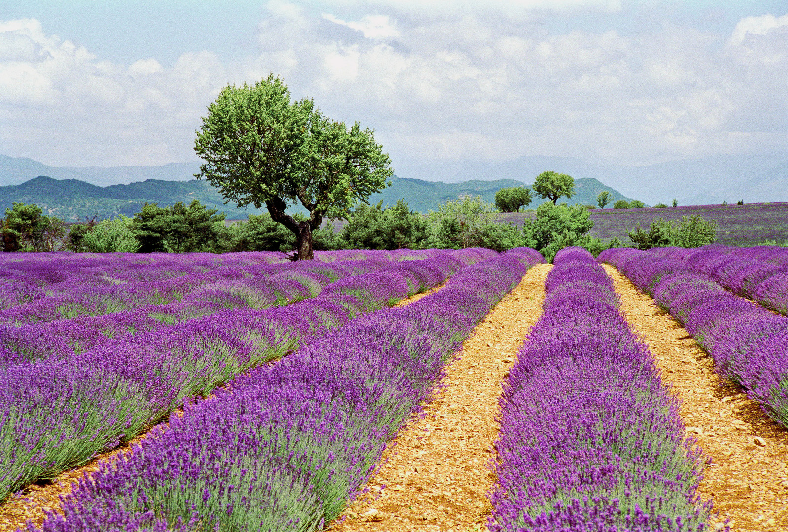 Lavendel