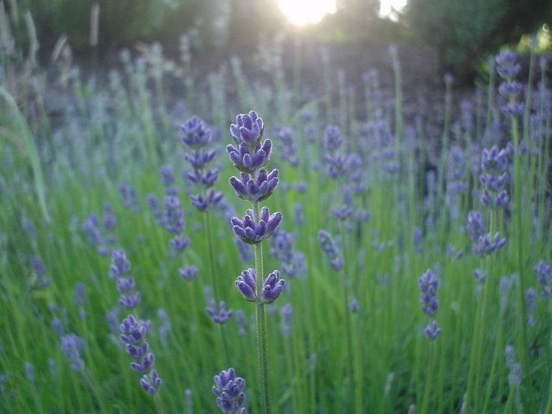 Lavendel