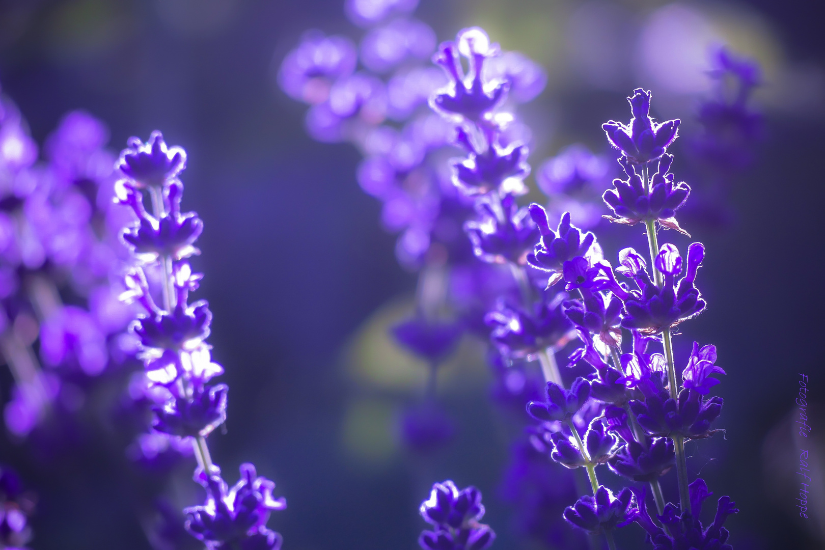 Lavendel Foto &amp; Bild | fotos, natur, pflanzen Bilder auf fotocommunity