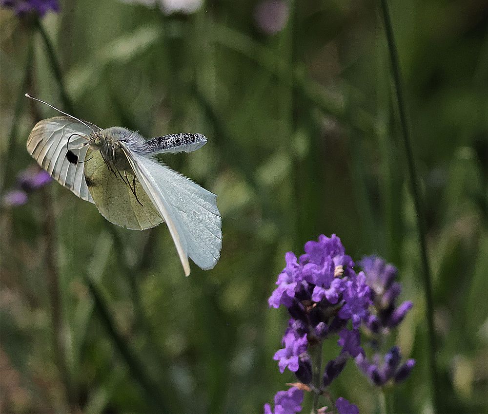 Lavendel