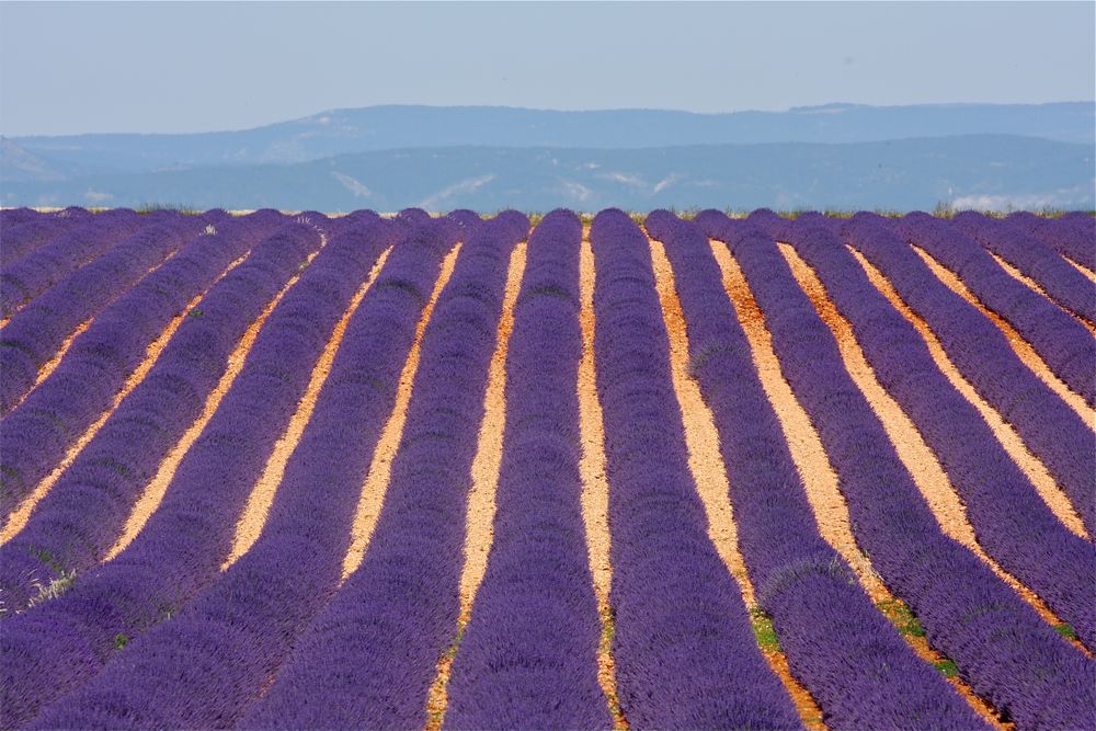 Lavendel