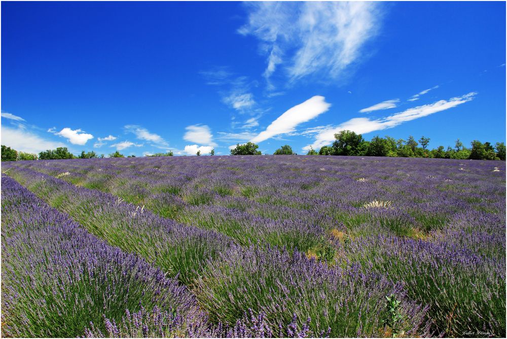 #Lavendel#