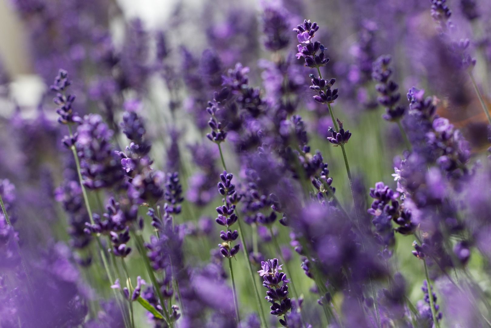 Lavendel