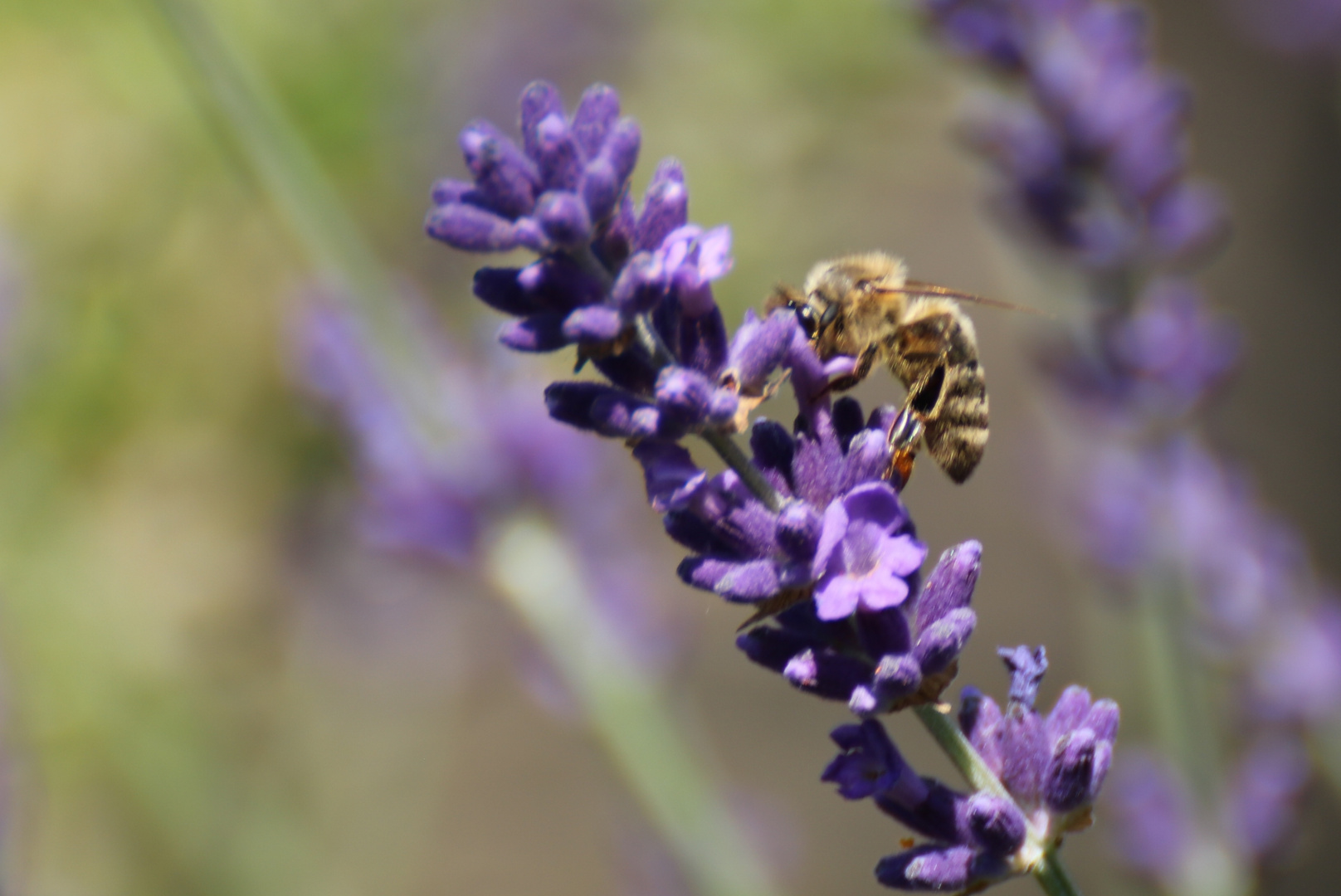 Lavendel