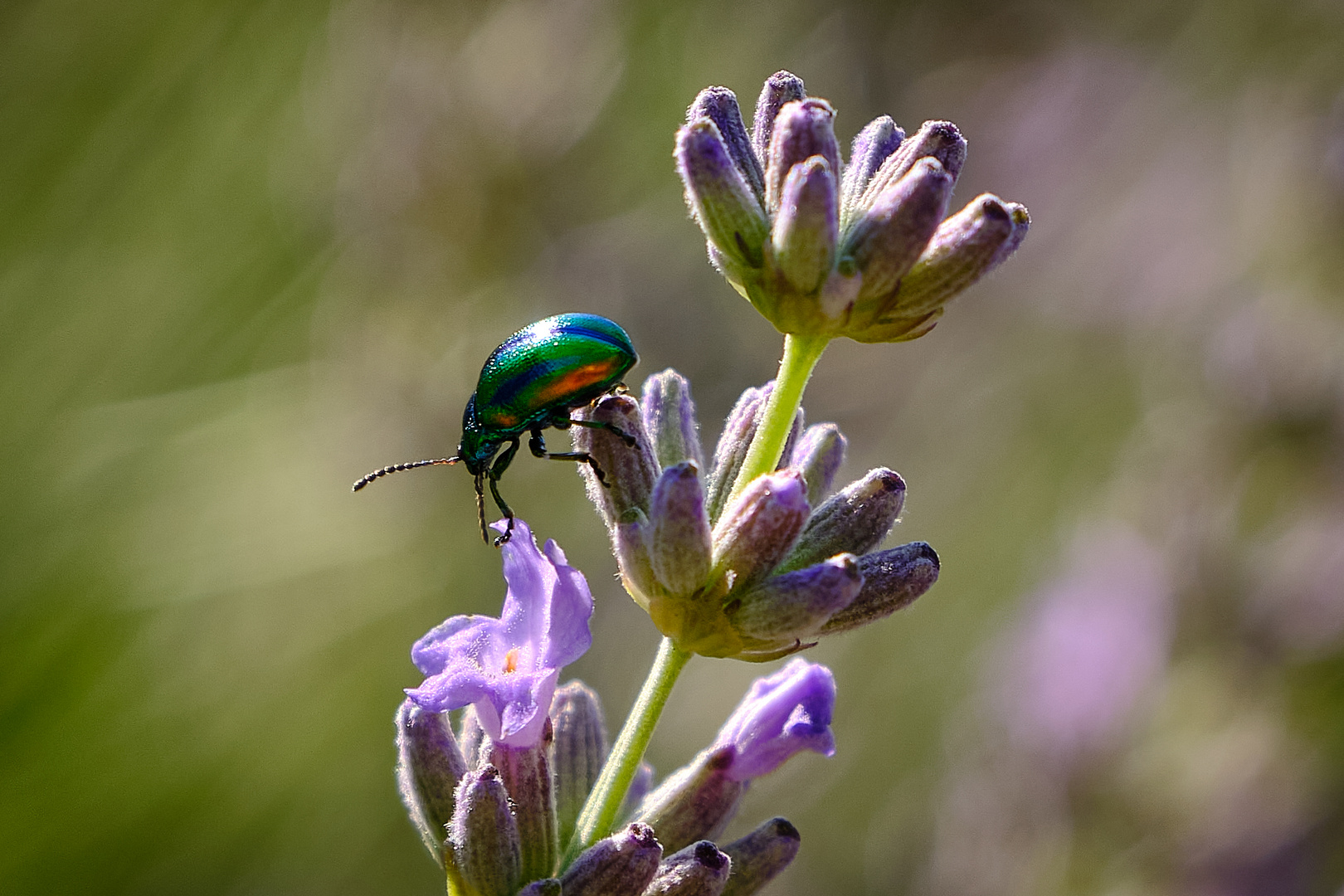 Lavendel