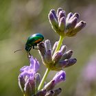 Lavendel